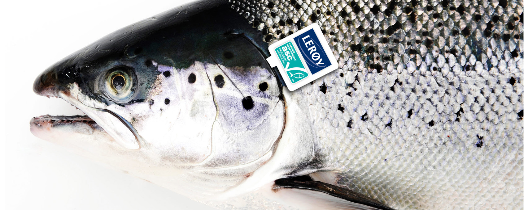 ASC zalm