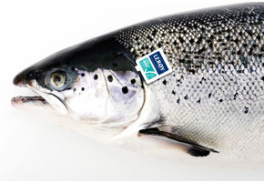 ASC zalm